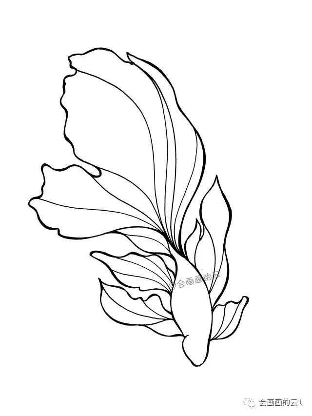 第四步:从下面的鱼鳍开始画具体的线条,画得时候注意线条的流畅度