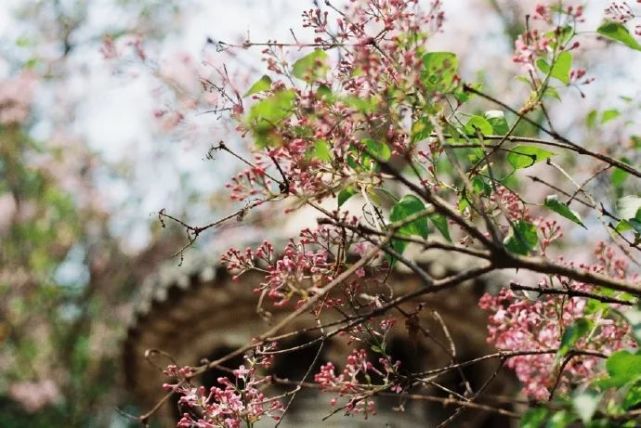 玉堂香暖珠帘卷