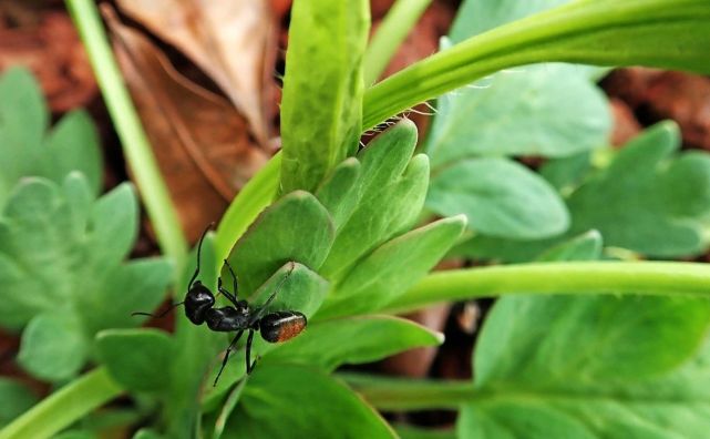 盆栽植物容易感染这些害虫 别以为关房子里 虫子就跑不进来了 植物 害虫 小黑飞 蓟马 病虫害