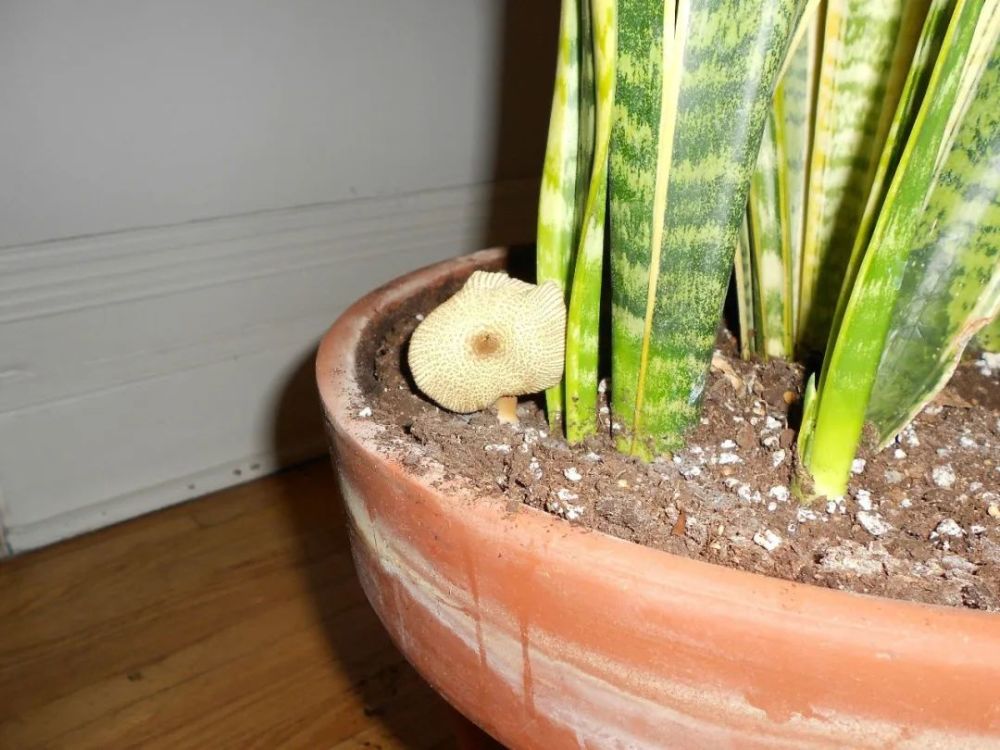 室内虫害滋生的环境 常见害虫处理技巧 附不容易感染虫害的植物 腾讯新闻