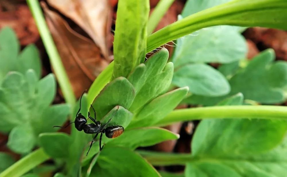 室内虫害滋生的环境 常见害虫处理技巧 附不容易感染虫害的植物 腾讯新闻
