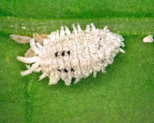 室内虫害滋生的环境 常见害虫处理技巧 附不容易感染虫害的植物 腾讯新闻