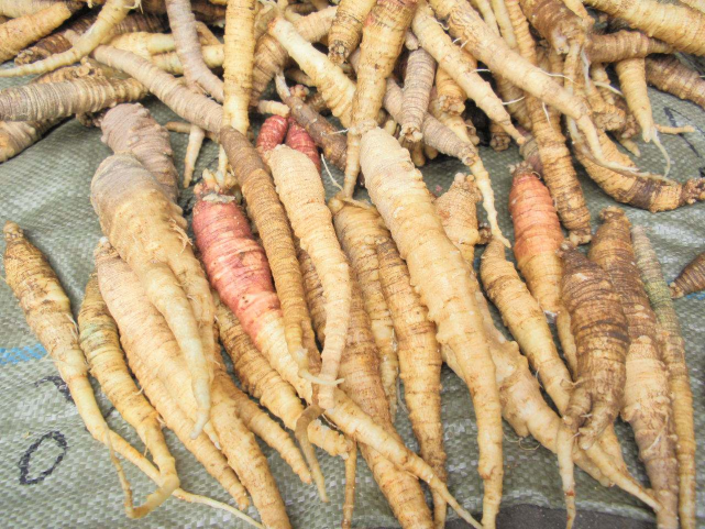 它竟是山里的"小人参",营养丰富价值高,再见到,可不能不认识