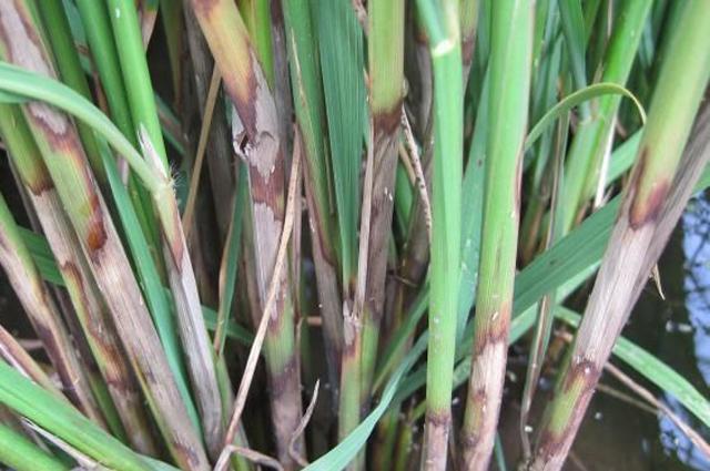 今年种水稻又出现纹枯病教你学会防治水稻苗壮还增产