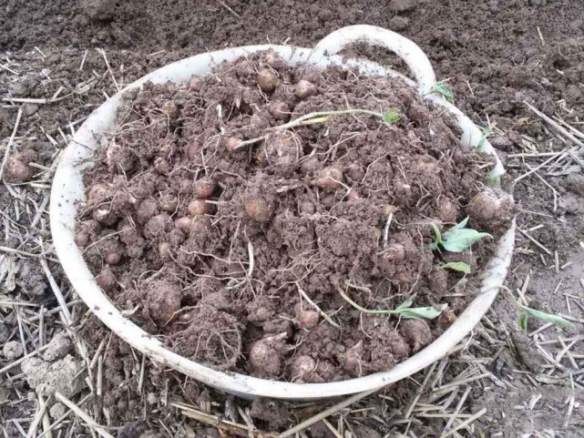 玉米地里常见,俗称"麻芋子",儿时常挖去卖钱,如今却一文不值