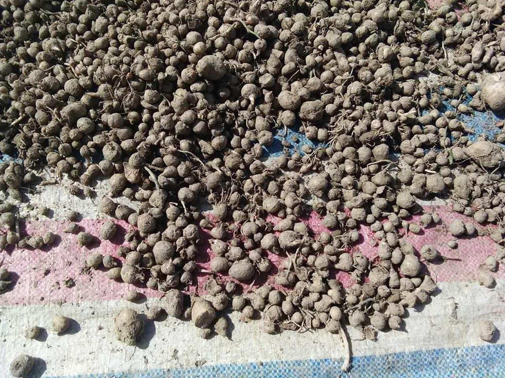 玉米地里常见,俗称"麻芋子",儿时常挖去卖钱,如今却一文不值