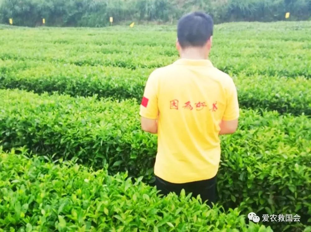 生物学|茶红素的生物学活性