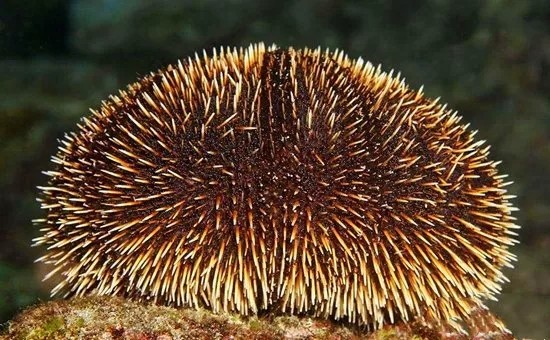 腾讯内容开放平台