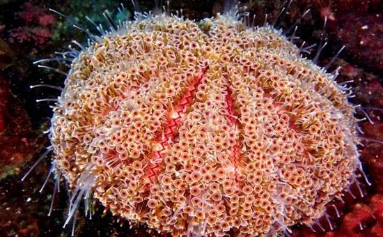 来自广袤海洋的剧毒天团 棘刺 珊瑚 石头鱼 海胆 背鳍