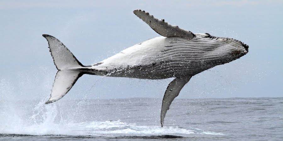 鲸鱼为何身上布满附着物——藤壶!布满全身甚至能杀死它_腾讯新闻