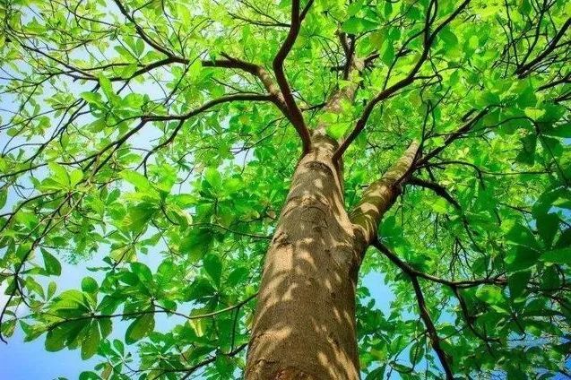 不同的原料有不同的香气,檀香|香水|檀香|檀香树