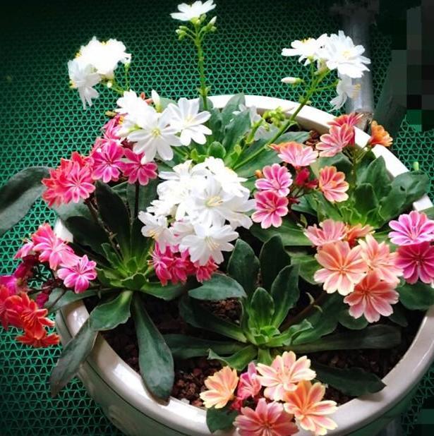 新手养花,想要扦插存活率高,操作简单,就拿这5种植物当范本