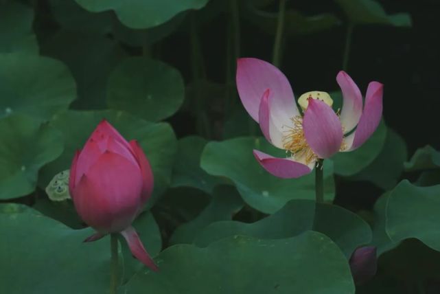 梅雨季来临 来这里听雨赏荷品味 水韵江苏 大伊山 梅雨 扬州