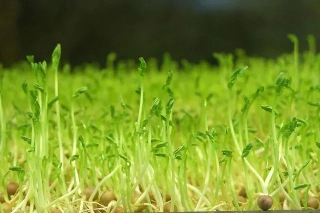 酵素对绿豆芽生长发育产量和品质的影响