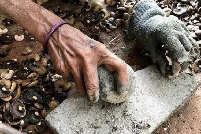 腰果为何能卖这么贵原来剥腰果的工作竟是如此的残忍