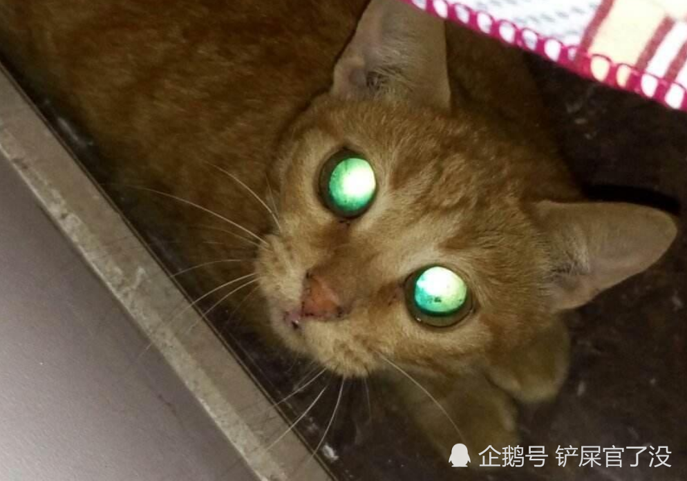 为什么一到晚上,猫咪的眼睛就会发光?还真的有科学依据