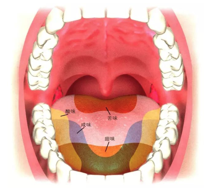 强的地方▼如果你一直持续吃同样刺激的食物,且经过同一处味蕾的话