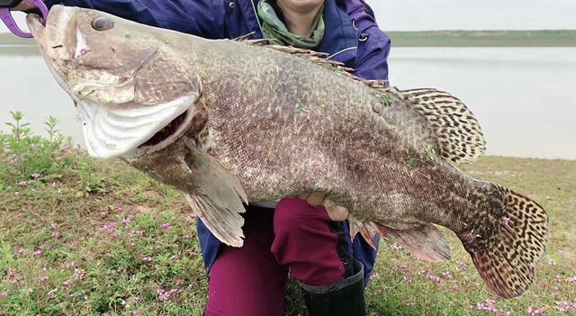 长江鳜鱼能长多大?男子称钓起几十斤"鳜鱼王",可能吗