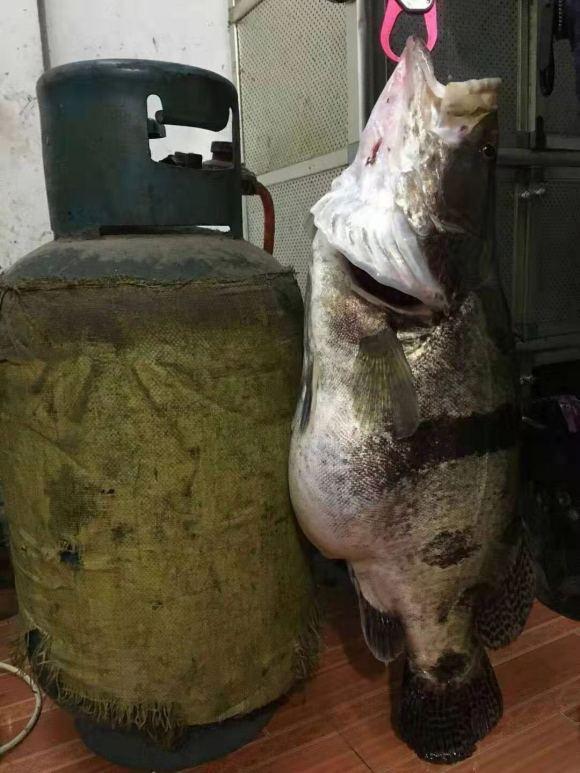 百斤大鳜鱼?听起来确实令人心