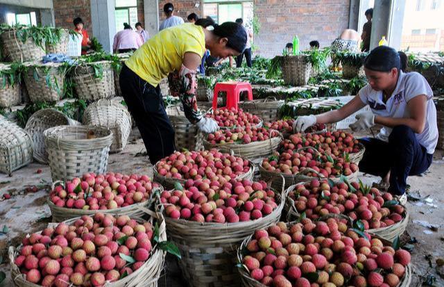 50万斤成熟卖不动,还有200万斤没有摘,果农:为何还从越南进口