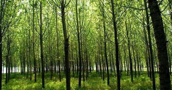 林业专业术语：“单层林”“复层林和萌芽林”_腾讯新闻