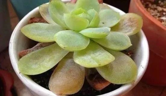 梅雨季连续阴雨天气 多肉该如何养护 腾讯新闻