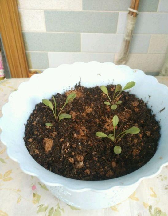 阳台太小了,就养几盆"迷你金鸡菊",盆盆貌美如仙,轻松变花海