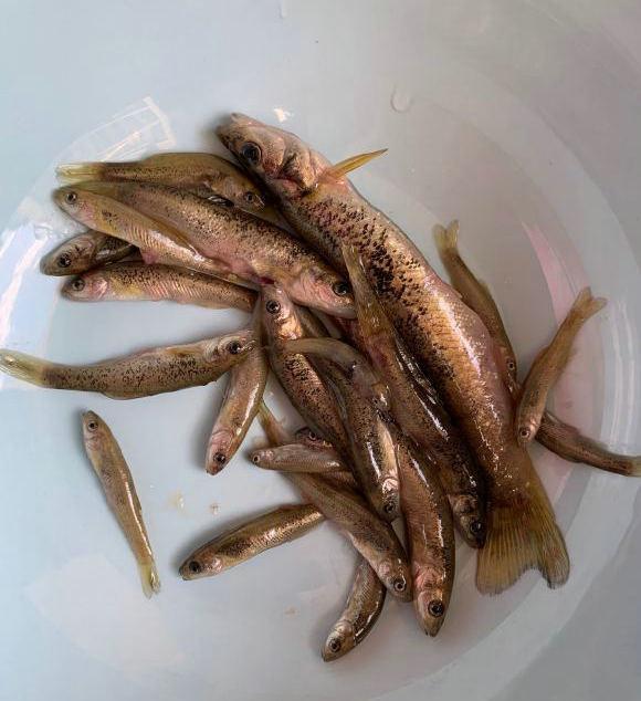 贵州暗河里的泥鳅鱼,至今无人叫得出名字,却被封为珍品