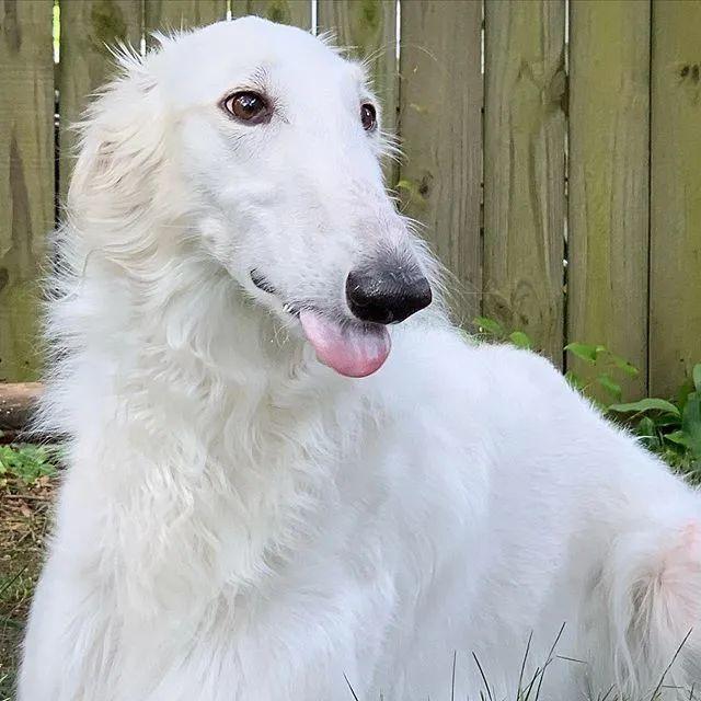 第一次看到脸这么长的狗,多看几眼,居然还挺好看的!