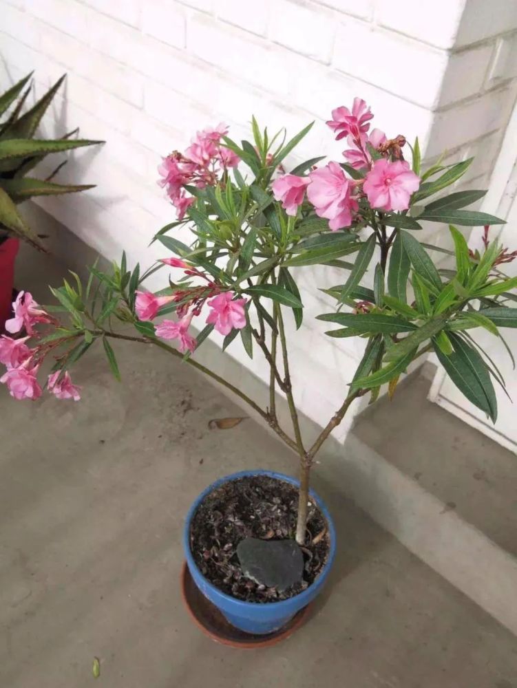 十二种 毒花 室内最好不要养 尤其是家里有老人 小孩 孕妇的 腾讯新闻