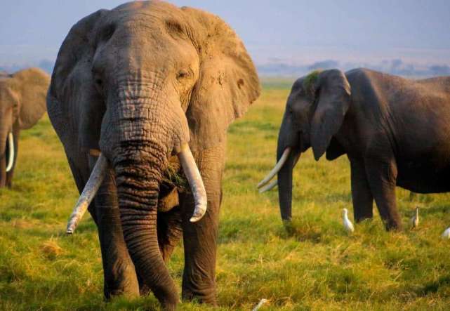 为什么象牙被缴获后都要拼命把它烧毁而不是保护起来呢