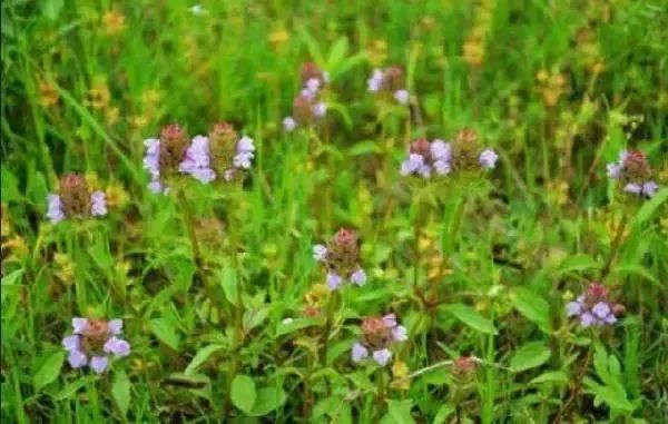 无价之宝潮汕民间青草药方药到病除