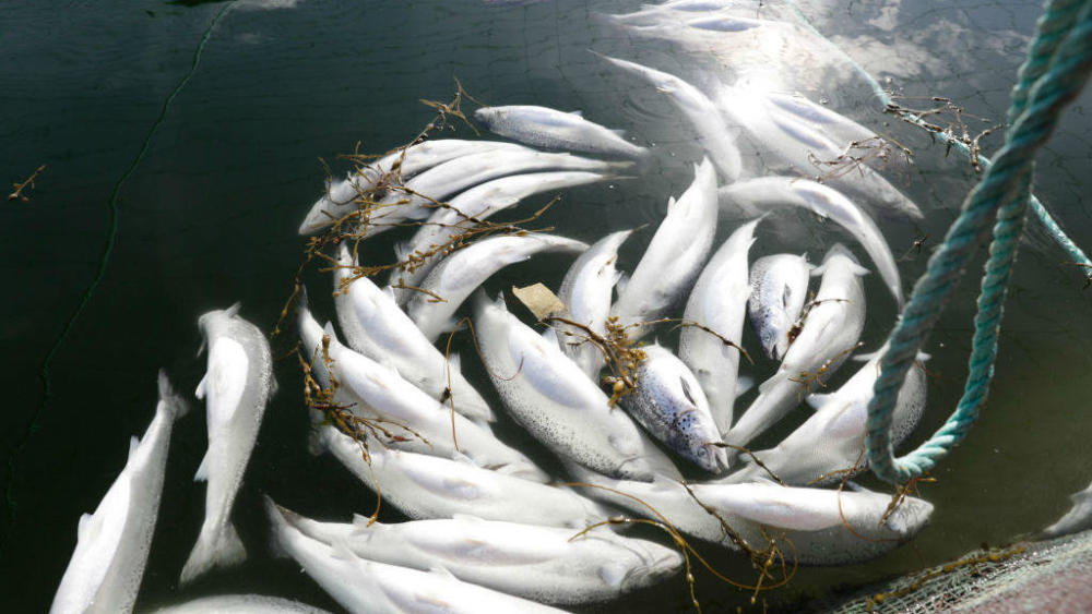 被曝养殖罪恶 风口浪尖上的挪威三文鱼