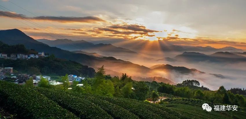 来茶园，采茶，闻香