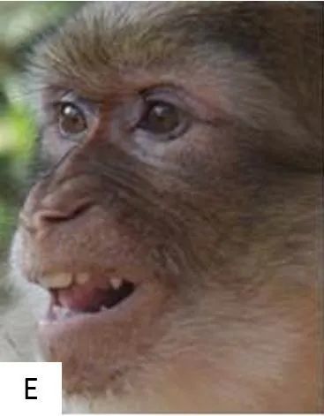 大家做一个简单的测试:看看下面六张图,展示的是巴巴利猕猴的几种表情