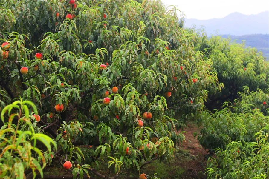 桃子熟啦,去摘吧!