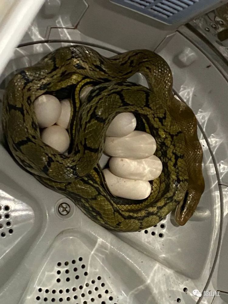 【蛇出没】它居然躲在洗衣机里生了9个宝宝