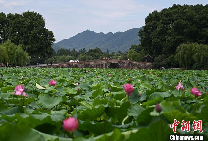 又到一年杭州西湖荷花季 引遊客觀賞