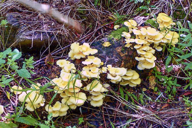 农村1种"黄金蘑",长在树上常忽视,却如此珍贵50元一斤|蘑菇|榆黄蘑
