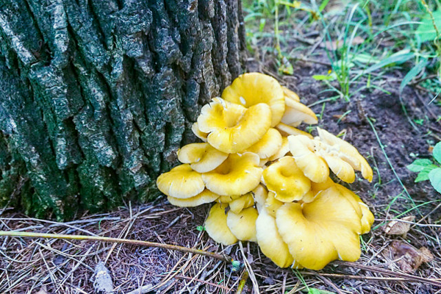 农村1种"黄金蘑",长在树上常忽视,却如此珍贵50元一斤|蘑菇|榆黄蘑