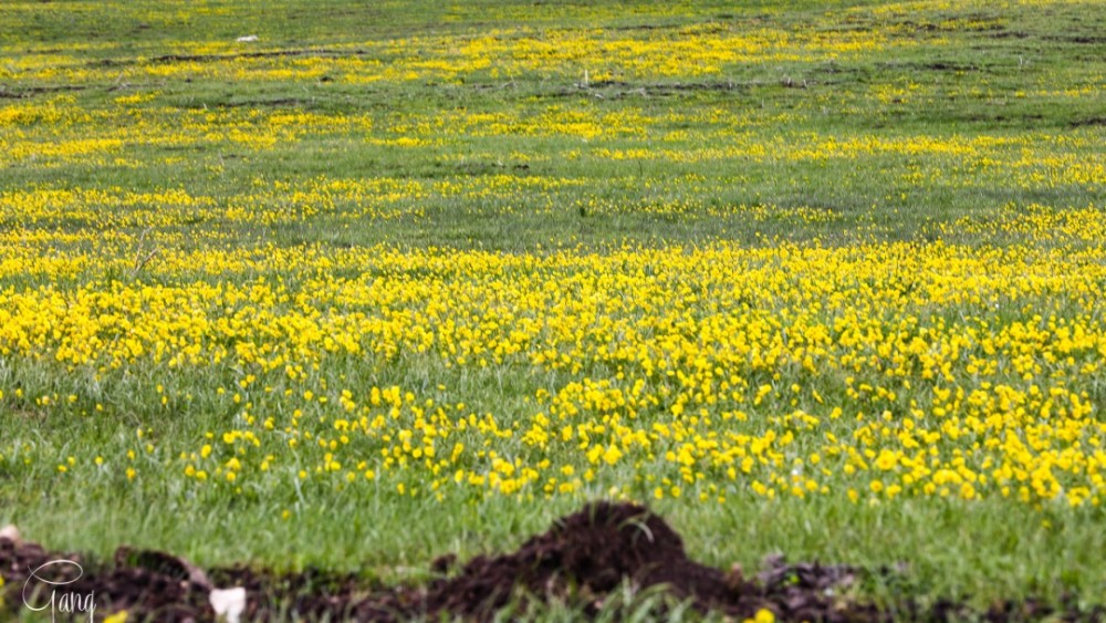喀拉峻草原的夏季碧草茵茵,各种野花开遍山野,是自驾游首选