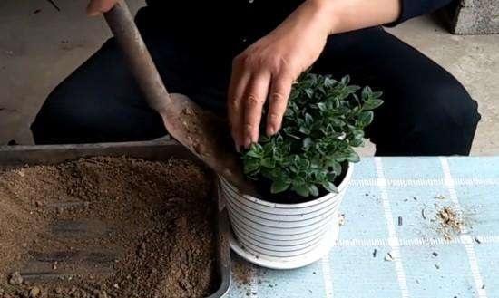 新买的花直接换盆换土 不注意这几个细节 掉蕾生长不良 盆栽 花盆 植株