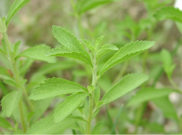 荒野维生野菜系列甜叶菊