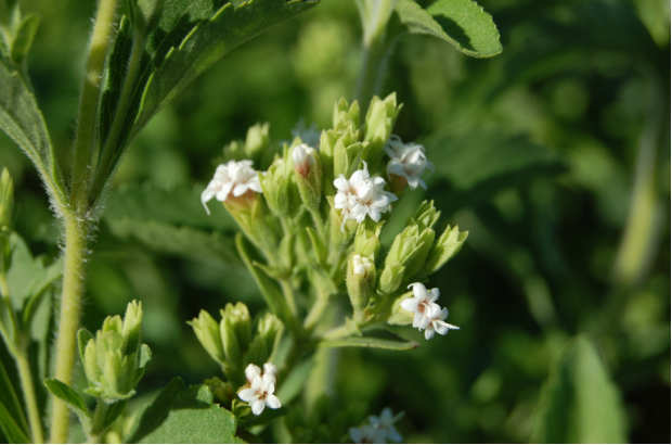 荒野维生野菜系列甜叶菊