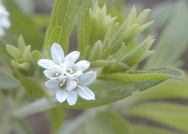 荒野维生野菜系列甜叶菊