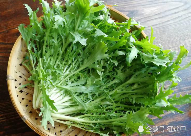 此菜又叫"牛奶菜",维生素比菠菜高好几倍,生吃更营养