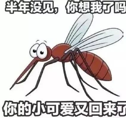 十种有驱蚊奇效的易养家居绿植 腾讯新闻