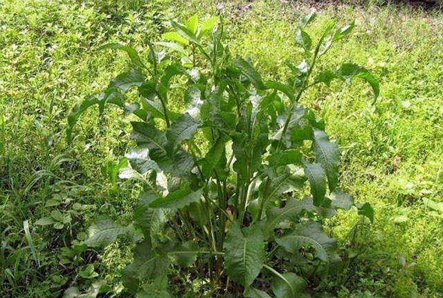 农村常见的牛舌草能食用也能入药你是否认识