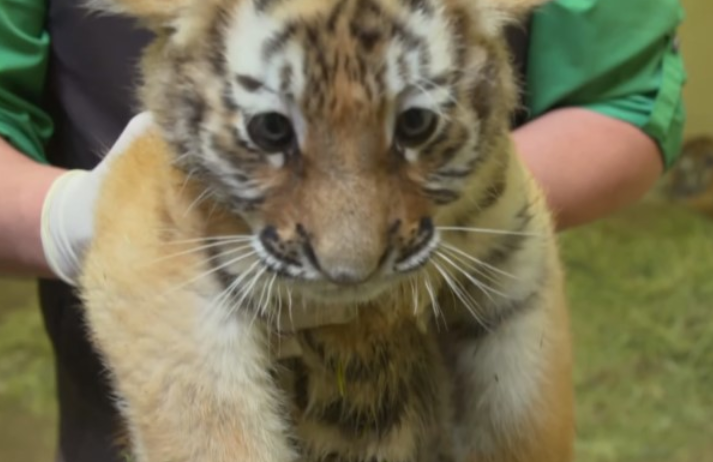 小老虎第一次打针它全身僵硬一脸紧张人家好害怕