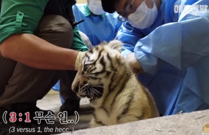 小老虎第一次打针它全身僵硬一脸紧张人家好害怕